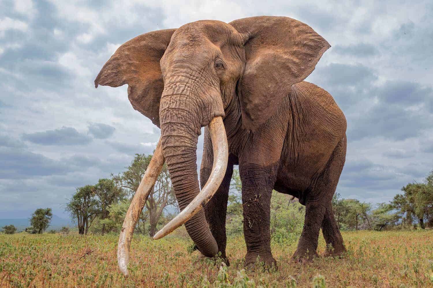 elephant.png