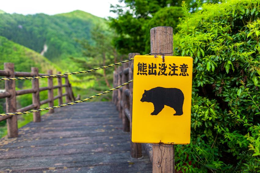 Woman found dead in Akita mountains; bear attack suspected