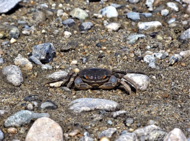 Japanese criminals now using crabs to hunt for burglary targets