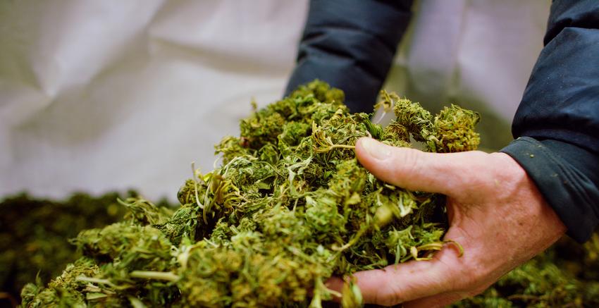 Japan logs record 7,120 cannabis cases in 2025; majority under 30