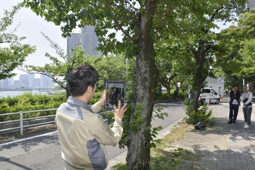 Japan tests AI systems to identify trees at risk of collapse