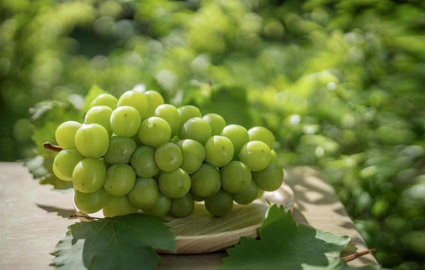 Japan: Man Arrested Over Theft of 650 Grape Bunches Worth ¥1.43 Million in Okayama
